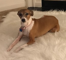 Italian Greyhound Dogs for adoption in Potomac, MD, USA