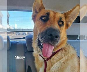 Mutt Dogs for adoption in Corning, CA, USA