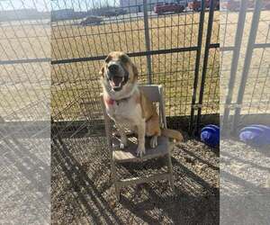 Borador Dogs for adoption in Mukwonago, WI, USA