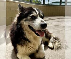 Siberian Husky-Unknown Mix Dogs for adoption in Riverside, CA, USA