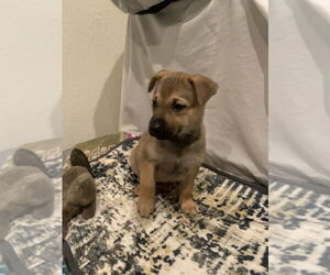 German Shepherd Dog-Unknown Mix Dogs for adoption in Brewster, NY, USA
