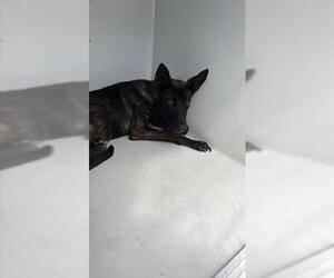 - Mix Dogs for adoption in Houston, TX, USA