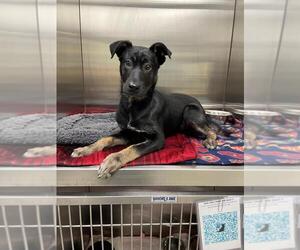 German Shepherd Dog-Unknown Mix Dogs for adoption in Tracy, CA, USA