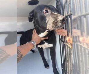 Mutt Dogs for adoption in Houston, TX, USA