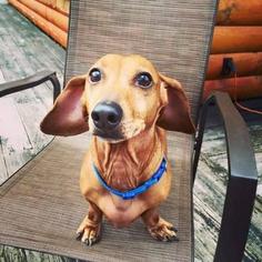Dachshund Dogs for adoption in Coatesville, PA, USA
