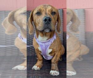Beagi Dogs for adoption in Silver Spring, MD, USA