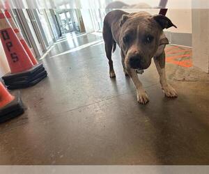 American Pit Bull Terrier Dogs for adoption in Houston, TX, USA