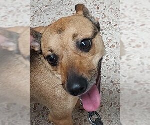 Chipin Dogs for adoption in Newnan, GA, USA