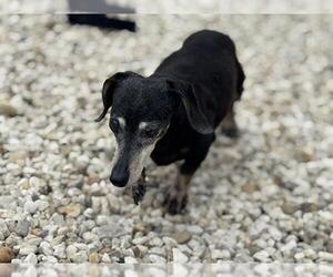 Dachshund Dogs for adoption in Waco, TX, USA