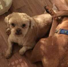 Shih Tzu Dogs for adoption in Boston, MA, USA