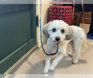 Maltese-Unknown Mix Dogs for adoption in Pasadena, CA, USA