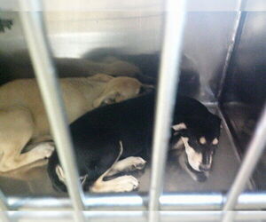 German Shepherd Dog Dogs for adoption in Oklahoma City, OK, USA