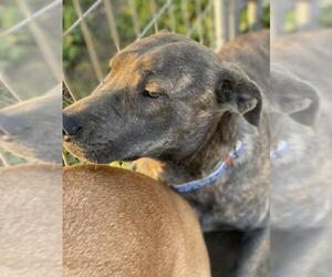 American Staffordshire Terrier-Mastiff Mix Dogs for adoption in Los Banos, CA, USA