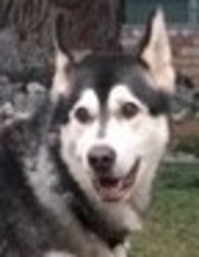 Alaskan Malamute Dogs for adoption in Campbell, CA, USA