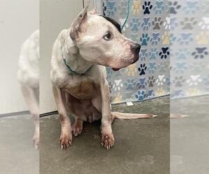 Mutt Dogs for adoption in Rosenberg, TX, USA