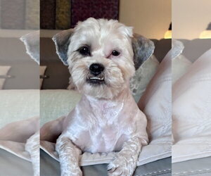 Shih Apso Dogs for adoption in Valrico, FL, USA