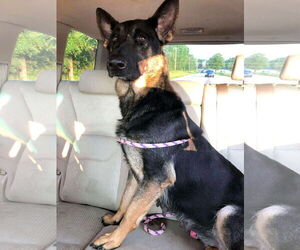 Mutt Dogs for adoption in Shelburne, VT, USA