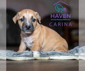 Dachshund-Unknown Mix Dogs for adoption in Omaha, NE, USA