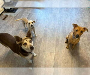 Labrador Retriever-Unknown Mix Dogs for adoption in Plymouth, MN, USA