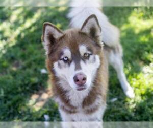 Alaskan Malamute Dogs for adoption in Placerville, CA, USA