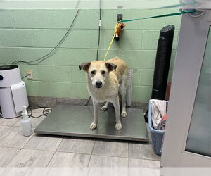 German Shepherd Dog-Unknown Mix Dogs for adoption in Grand Prairie, TX, USA