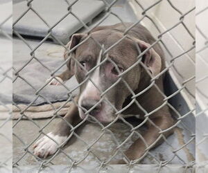 Mutt Dogs for adoption in Anchorage, AK, USA