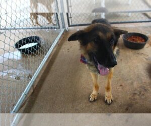 German Shepherd Dog Dogs for adoption in Brownsville, TN, USA