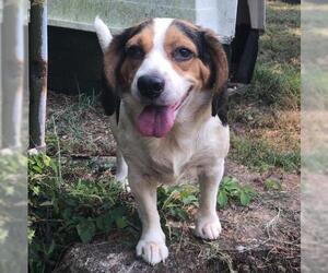 Beagle Dogs for adoption in Bauxite, AR, USA