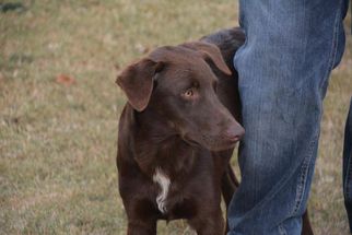 Medium Photo #1 Labrador Retriever Puppy For Sale in Athens, AL, USA