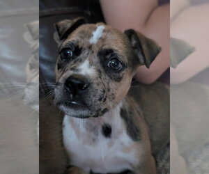 Medium Photo #5 Catahoula Leopard Dog-Unknown Mix Puppy For Sale in Holly Springs, NC, USA