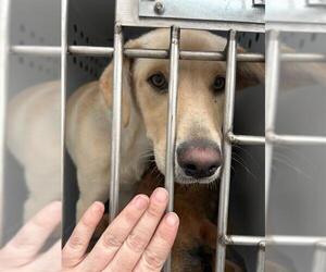 Labrador Retriever Dogs for adoption in Stockton, CA, USA
