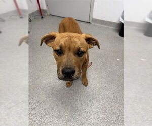 American Pit Bull Terrier-Unknown Mix Dogs for adoption in Palmetto, FL, USA