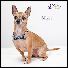 Chihuahua Dogs for adoption in Richardson, TX, USA