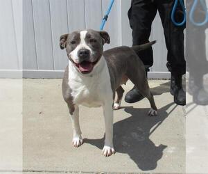 American Pit Bull Terrier Dogs for adoption in Louisville, KY, USA