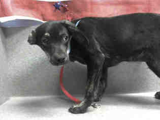 Dachshund Dogs for adoption in Moreno Valley, CA, USA