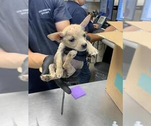 Chihuahua-Unknown Mix Dogs for adoption in Visalia, CA, USA
