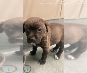 Labrador Retriever-Unknown Mix Dogs for adoption in Baytown, TX, USA