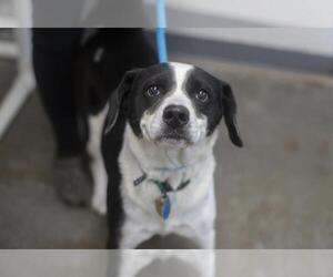 Border Collie-Unknown Mix Dogs for adoption in Mountain Home, AR, USA