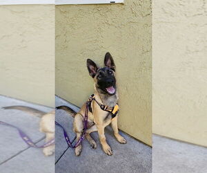 German Shepherd Dog Dogs for adoption in West Sacramento, CA, USA