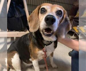 Beagle Dogs for adoption in Austin, TX, USA