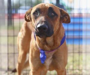 Mutt Dogs for adoption in San Antonio, TX, USA