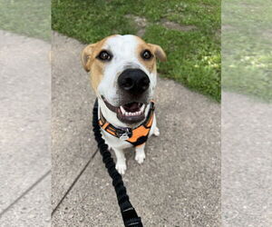 Pointer-Unknown Mix Dogs for adoption in Minneapolis, MN, USA
