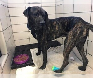 Great Dane Dogs for adoption in Fort Wayne, IN, USA