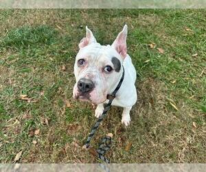 American Pit Bull Terrier Dogs for adoption in Charlotte, NC, USA