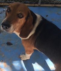 Bagle Hound Dogs for adoption in Pawtucket, RI, USA