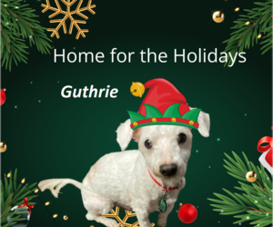 Bichon Frise Dogs for adoption in Rootstown, OH, USA