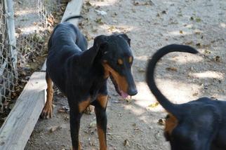 Doberman Pinscher Dogs for adoption in Warwick, RI, USA