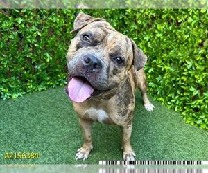 Bulldog Dogs for adoption in West Palm Beach, FL, USA