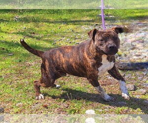 American Pit Bull Terrier-Unknown Mix Dogs for adoption in Wetumpka, AL, USA