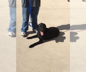 Labrador Retriever Dogs for adoption in Pipe Creek, TX, USA